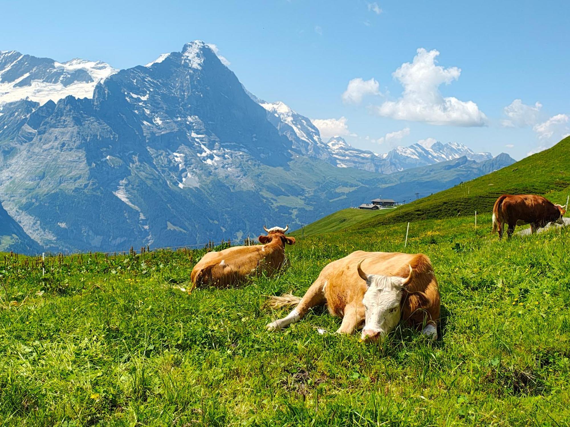 Chalet Schwendiboden Grindelwald Zewnętrze zdjęcie